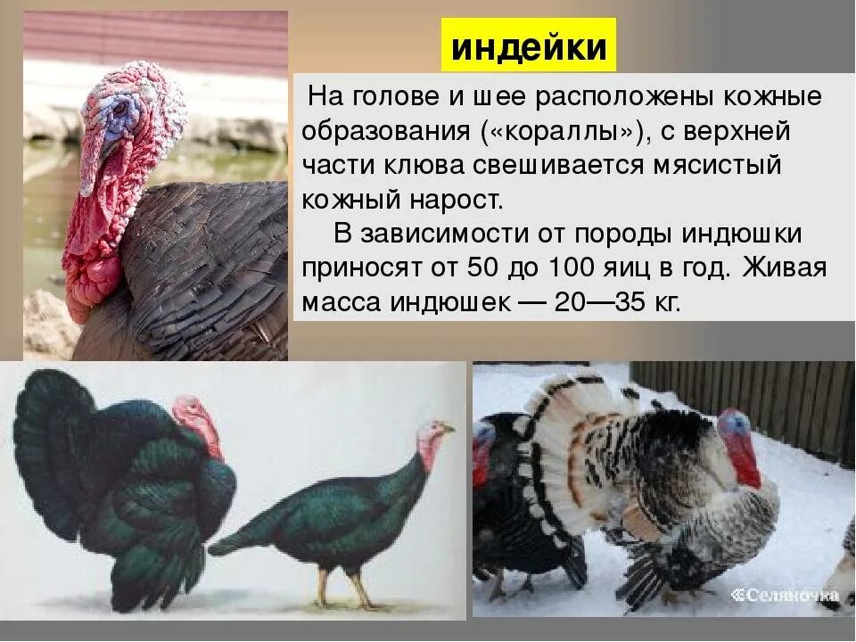 Индюк рассказ. Индюк и индюшка. индюк внешний вид. индюк индейка разница. строений птицы индюк.