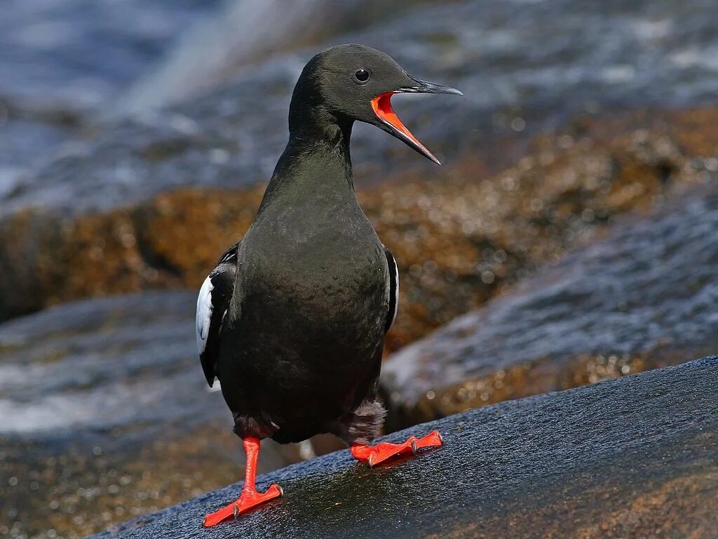 атлантический чистик. чистик обыкновенный птица. обыкновенный чистик. очковый чистик. обыкновенный чистик.