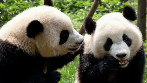 States panda