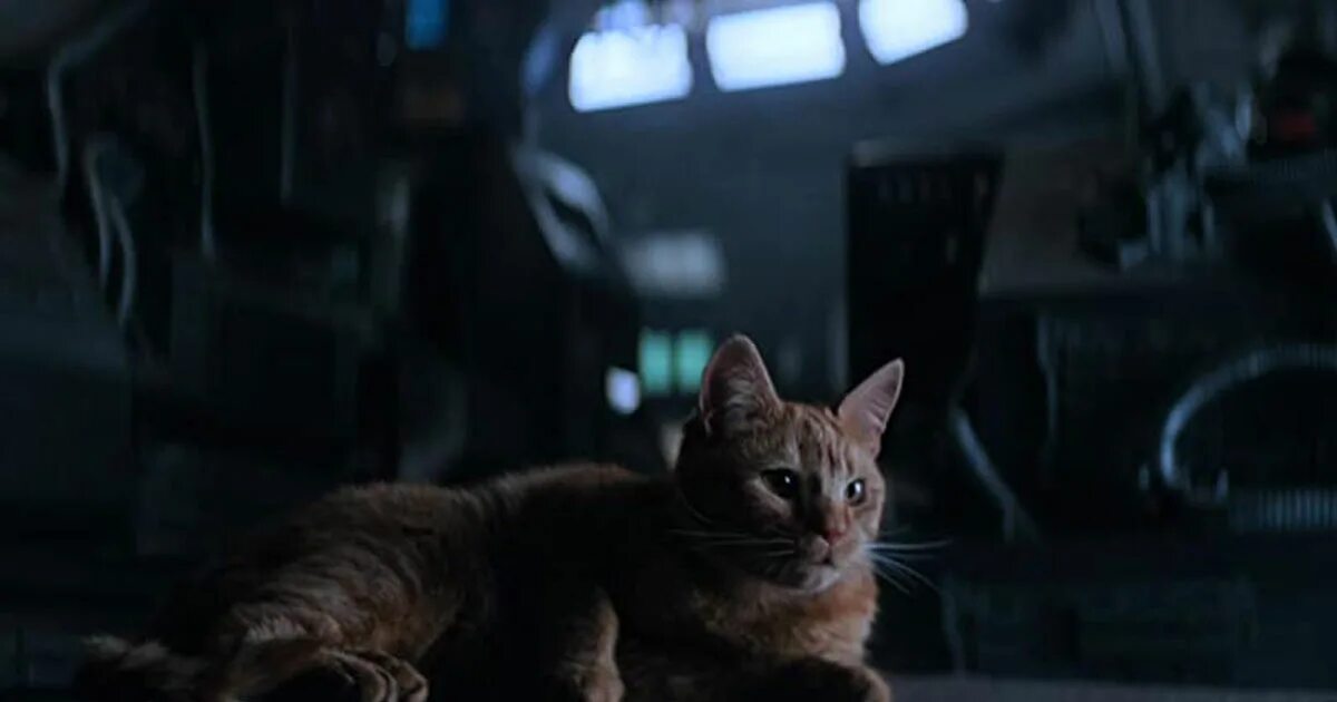 Дружба кошки и котёнка: примеры разных возрастов, примирение к чужому. Котик с кошкой на титанике. Коты на сцене. Cat scene. Cat scene.