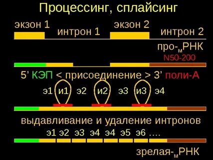 Этапы процессинга мрнк