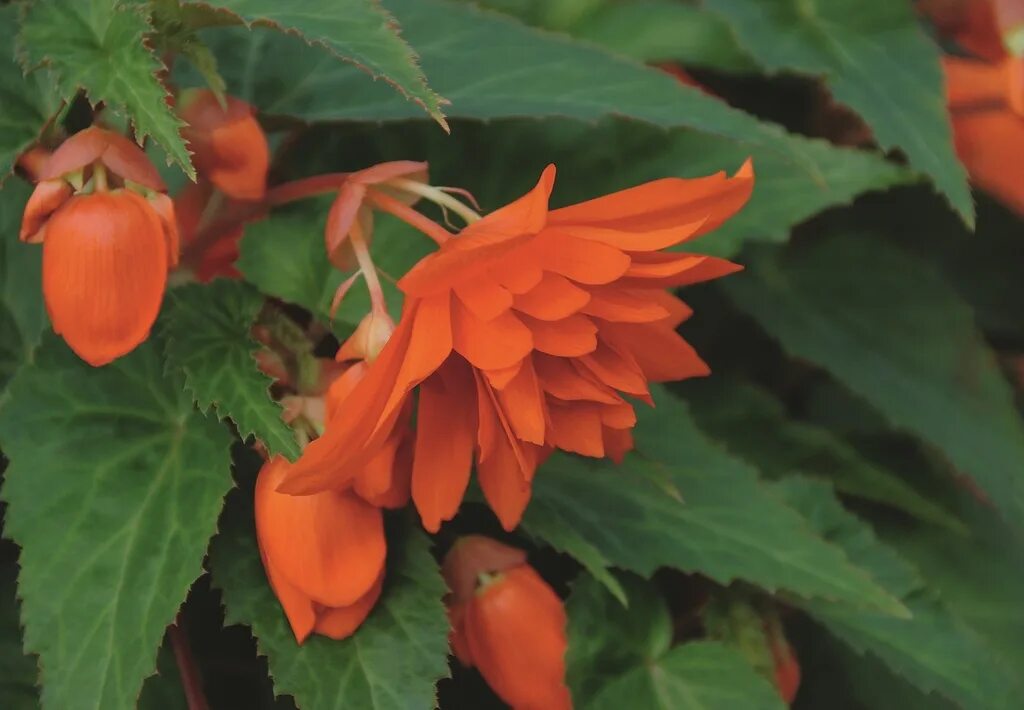 Hot orange