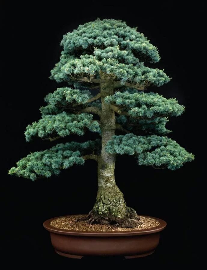 Кедр ниваки. Кедр гималайский бонсай. Бонсай ливанский кедр. Кедр гималайский бонсай. Бонсай кедр.