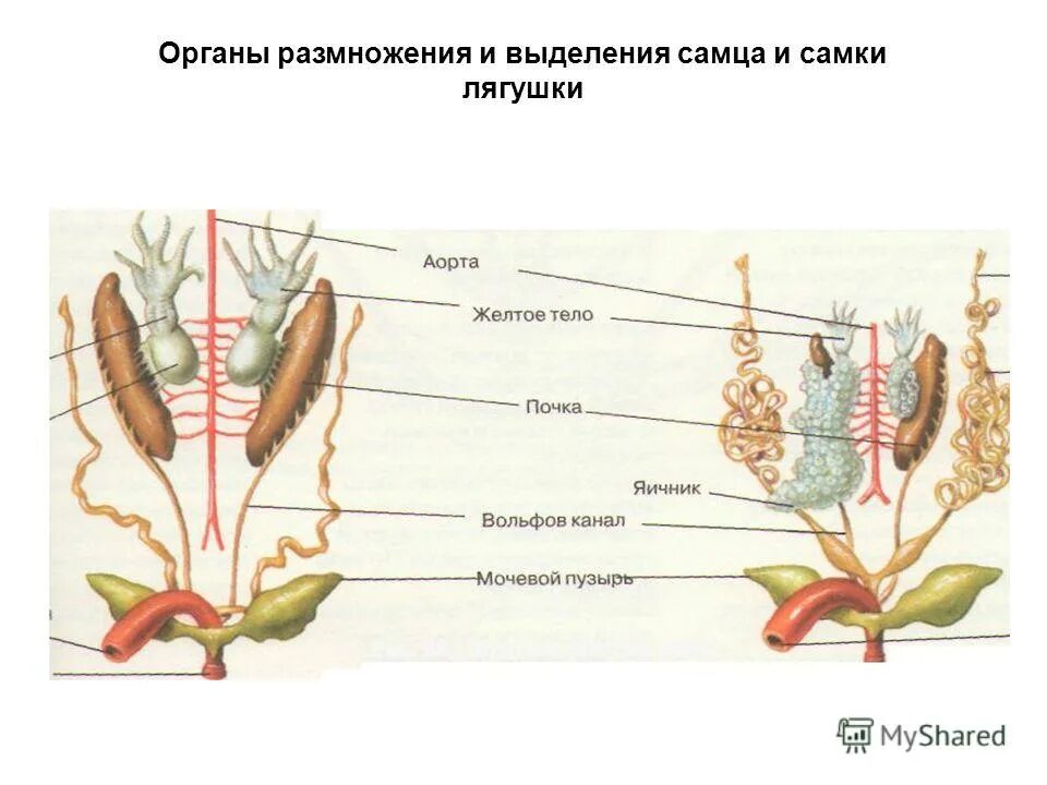 Мочеточник у земноводных. Органы выделительной системы лягушки. Выделительная система самца лягушки. Строение выделительной системы лягушки. Мочеполовая система самки лягушки.