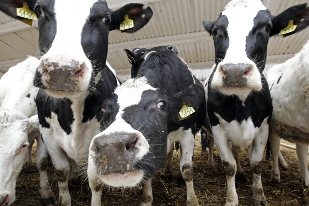 Теленок на заборе. Стадо коров. Колхозные телята. Доярки на ферме. Колхозные телята.