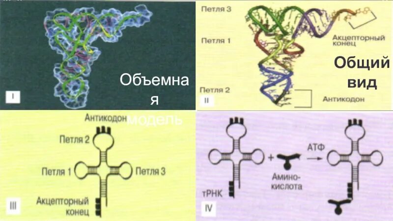 Строение транспортной рнк схема. Green shamrock. Вышивка лист клевера. Трилистник фигура. Триплет антикодон.