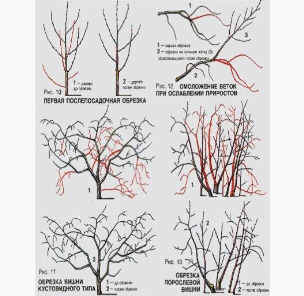 Как правильно обрезать сливу весной для начинающих. Обрезка черешни весной схема. Обрезка алычи весной схема. Кустовидная вишня формировка. Алыча обрезка и формирование кроны осенью.