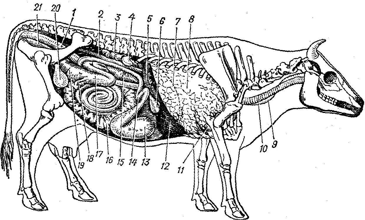 Внутреннее строение органов животных. Топография внутренних органов КРС. Топография органов пищеварения у КРС. Пищеварительная система коровы анатомия. Анатомия пищеварительной системы КРС.