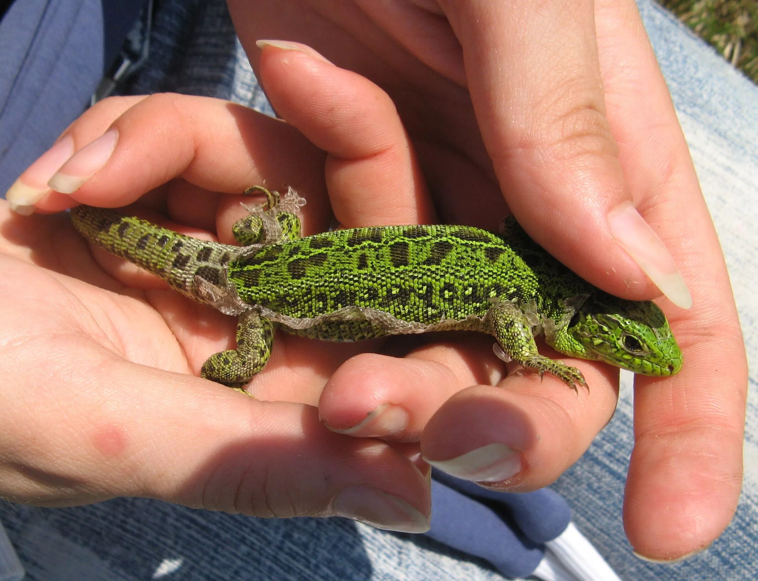 большая ящерица игуана. чем кормить ящерицу. ящерица. зеленая прыткая ящерица. чем кормить ящерицу.