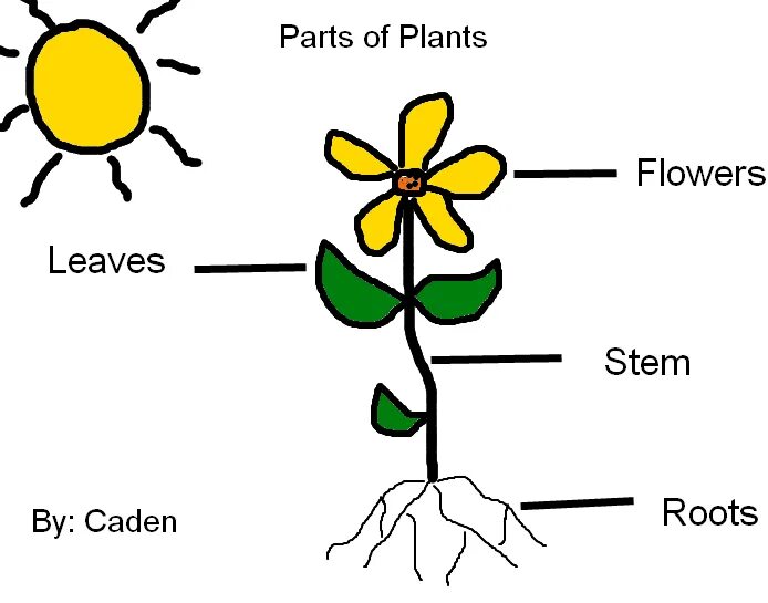 Plants kinds. Части растения. Parts of a Plant. Части цветка на английском. Части растения на английском.