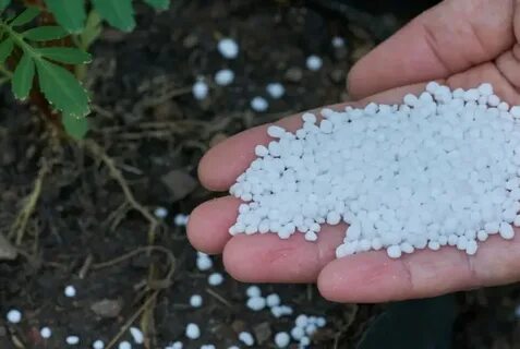 Кальциевая селитра для томатов от вершинной