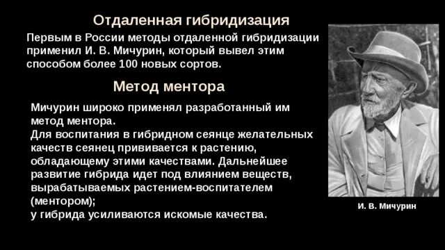 Мичурин селекция методы ментора. Метод ментора в селекции растений. Мичурин метод гибридизации. Методы селекции растений мичурина таблица. Методы селекции растений метод ментора.