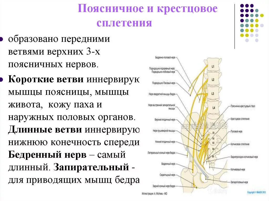 Перечислите нервы. Иннервация таза поясничное сплетение. поясничное сплетение нервы и иннервация. короткие ветви крестцового сплетения анатомия. поясничное сплетение анатомия что иннервирует.
