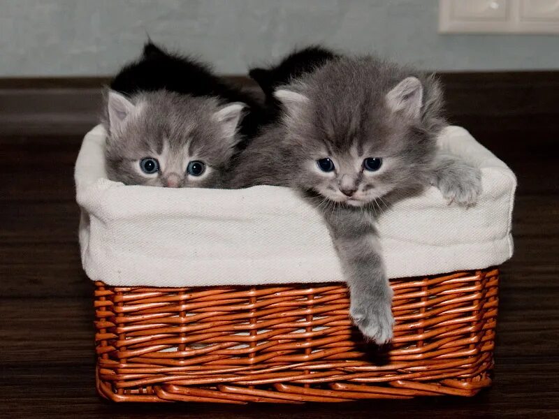 Милые котята. Маленькие котята пушистые. Серый котёнок. Котик серый в корзинке. Купить новую кошку