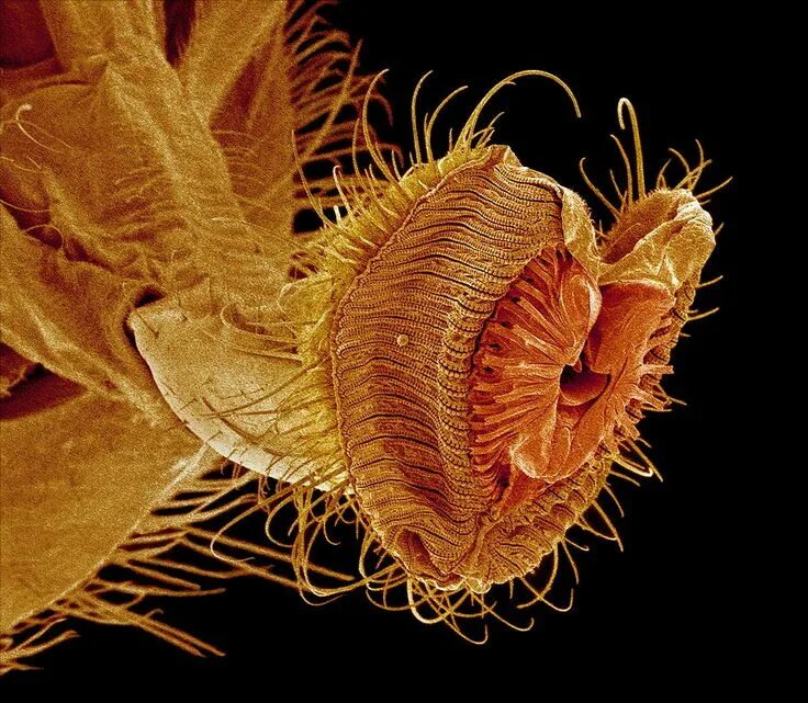 Seeing Eye to Microscopic Eye Insect eyes, Macro photography eyes, See think won
