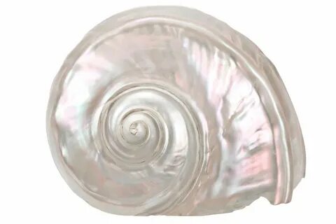 Shell pearl