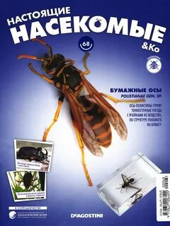 Настоящие насекомые