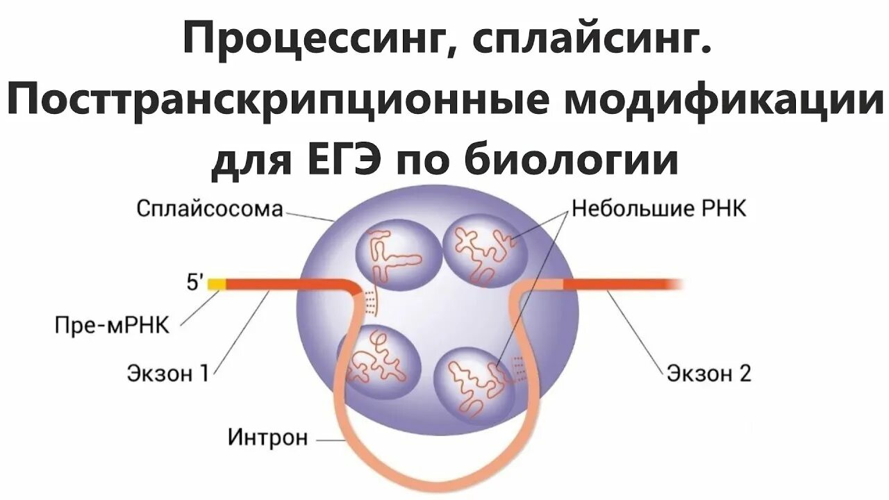Процессинг криптовалют это. Процессинг и сплайсинг. сплайсинг мрнк. посттранскрипционные модификации пре-мрнк. посттранскрипционный процессинг рнк.