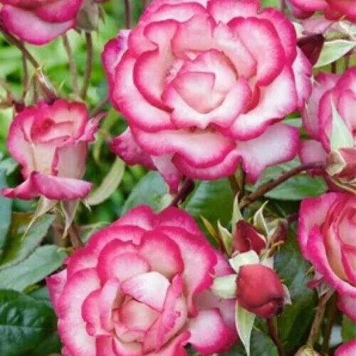 Роза Хендель плетистая: отзывы, описание + фото Flowers, Rose, Plants