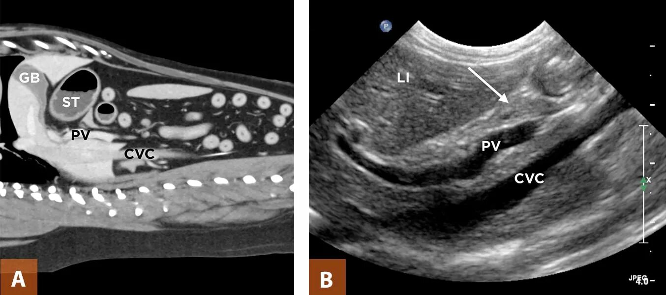 УЗИ поджелудочной железы у собак. Поджелудочная железа собаки УЗИ норма. Перекрут селезенки на УЗИ.