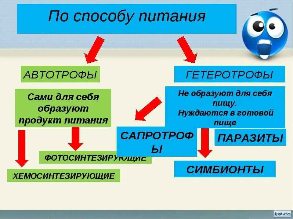 Какое питание автотрофное или гетеротрофное