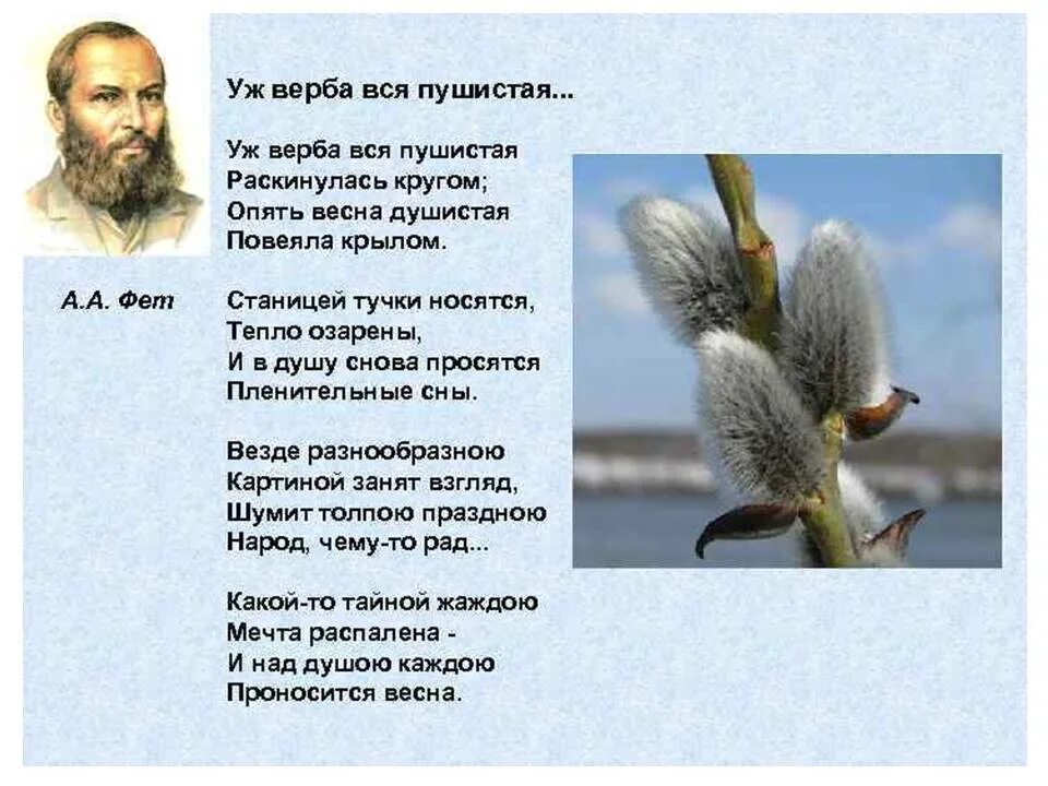 Уж верба вся пушистая раскинулась кругом фет. Фет верба стих. Фет уж верба вся пушистая. Фет уж верба. А фет уж верба вся пушистая.