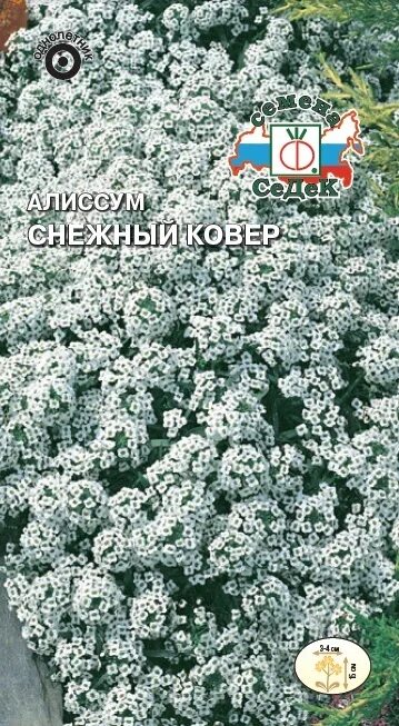 Алиссум снежный ковер. Цветы алиссум снежный ковер. Алиссум снежный ковер рассада. Алиссум снежный ковер рассада. Алиссум снежный ковер рассада.
