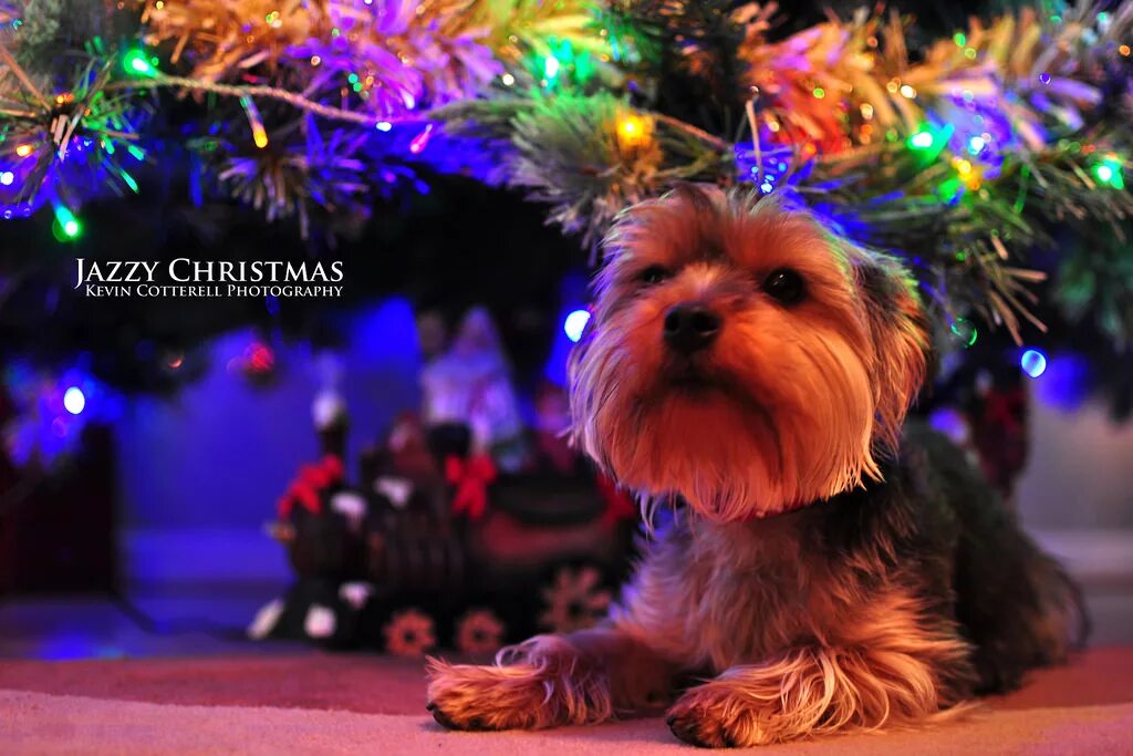 Йорк у новогодней елки. Йоркширский той терьер. Новогодний костюм для йорка. Йоркширский терьер новый год. Новогодняя собачка йоркширский терьер.