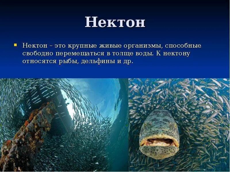 Жизнь в океане доклад 6 класс география. Планктон Нектон бентос. Нектон глубина обитания. Организмы обитающие в воде. Обитатели толщи воды.