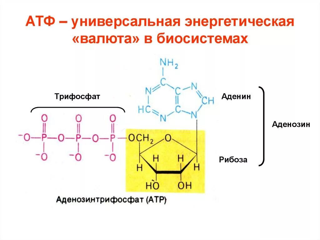 Макроэргические соединения классификация. Строение мономера АТФ. АТФ универсальный макроэрг. Макроэргические соединения АТФ.