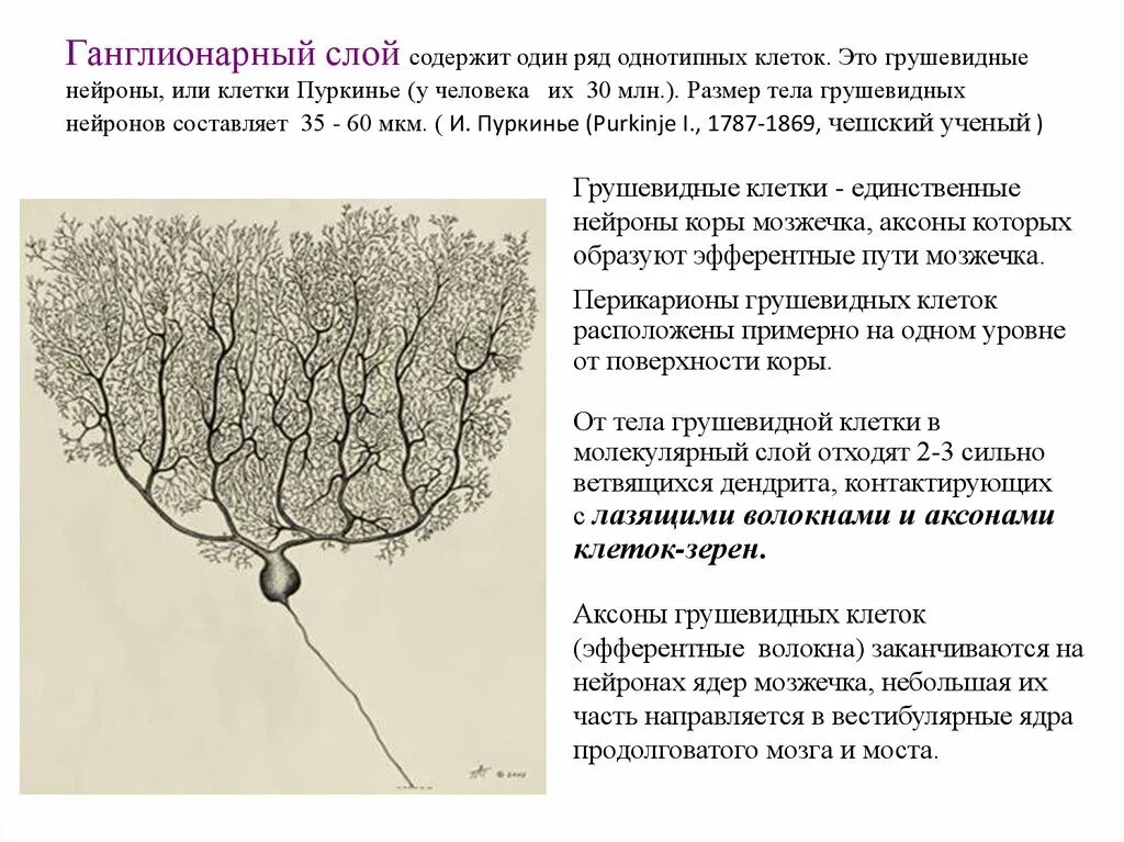 Функции клеток мозжечка. Функции клеток пуркинье в коре мозжечка. клетки пуркинье в мозжечке. функция грушевидных нейронов мозжечка. клетки пуркинье в мозжечке функция.