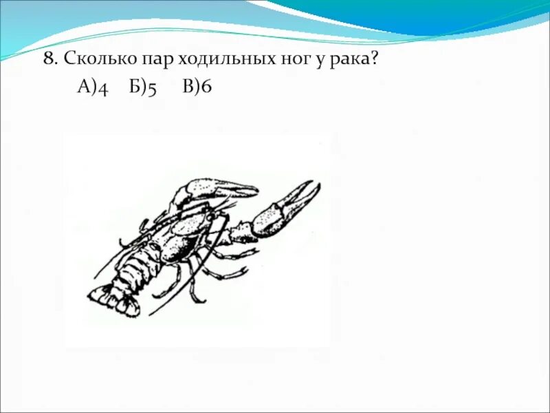 Сколько ног у рака. Пары ходильных ног. Четыре пары ходильных ног имеет. 5 Пар ходильных ног. 4 Пары ходильных ног.