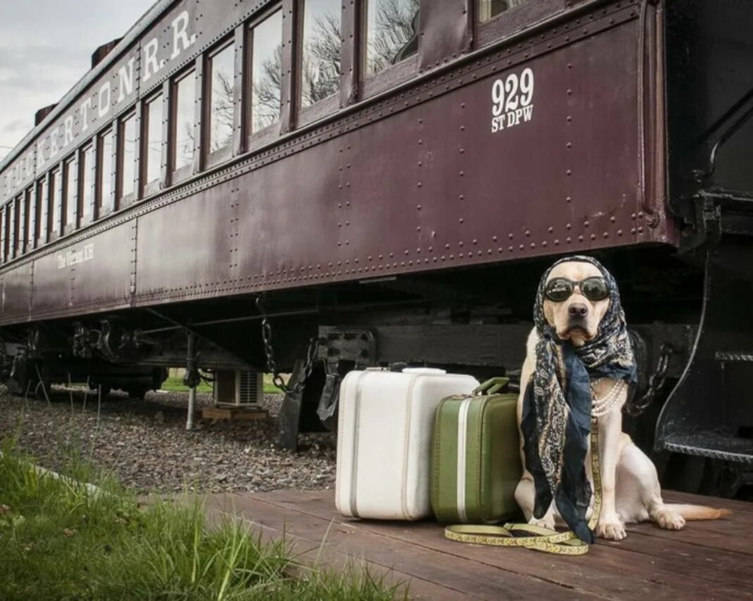 Вагон с животными. Собака в поезде. Собака в вагоне. Собака на вокзале с чемоданом.