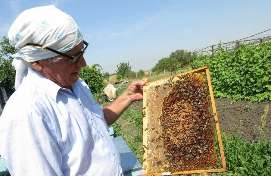 Пасечник на пасеке. Пасека дзизенко. Пасечник собирает мед. Слава пасечник. Beekeeper.