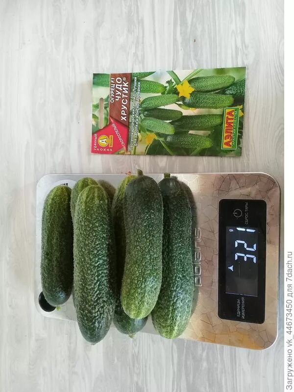 огурец сытый папа аэлита. огурец хрустик f1. огурцы сорт чудо хрустик. гавриш огурец хрустик f1. ).