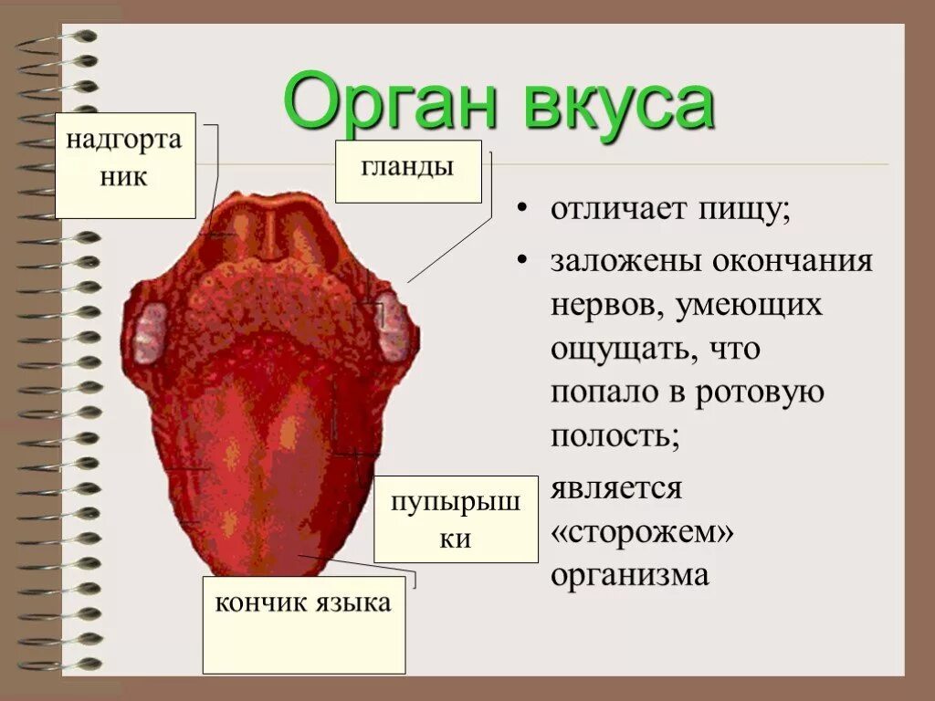 Какой участок языка воспринимает. Органы чувств вкус. Презентация на тему органы вкуса у человека.