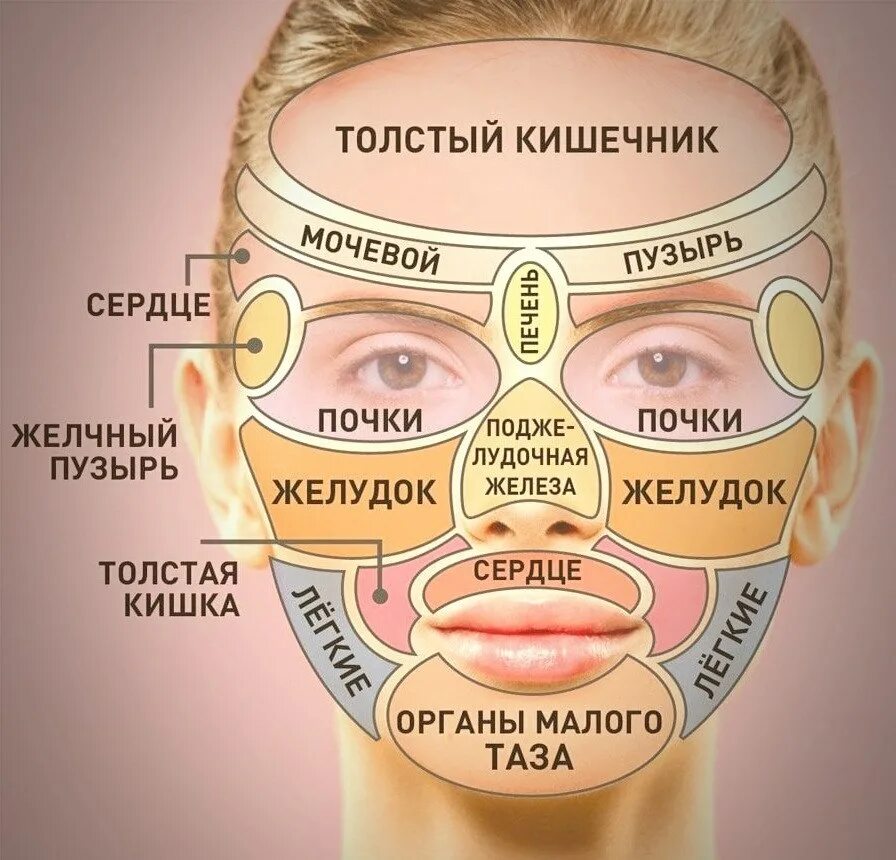 Прыщи какой орган страдает. Расположение прыщей на лице. Прыщи на лице по зонам. Прыщи на лице по зонам и органам. Прыщи на частях лица.