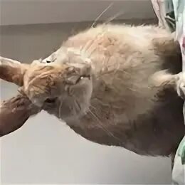 Пропало домашнее животное