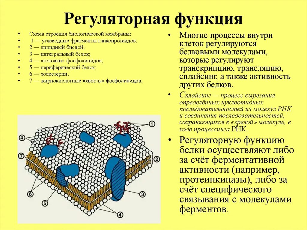 Схема биологической мембраны. Структура биологических мембран. Схема строения биологической мембраны. Регуляторная функция мембраны.