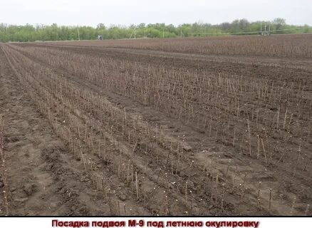 Семена подвоя