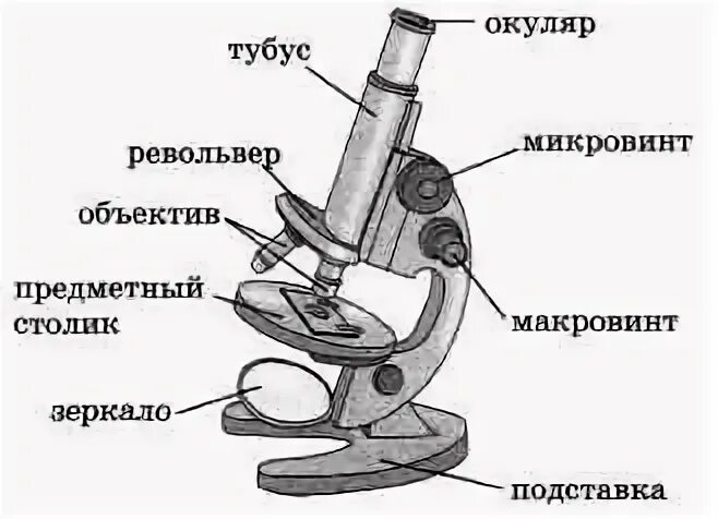 Рисунок микроскопа биология. Световой микроскоп строение микровинт. Световой микроскоп строение макровинт. Световой микроскоп строение рисунок. Строение светового микроскопа схема.