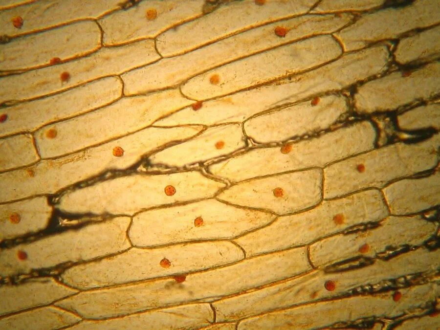 Древесина под микроскопом. Дерево микроскоп. Клетки древесины. Древесина в микроскоп. Деление клеток дерева
