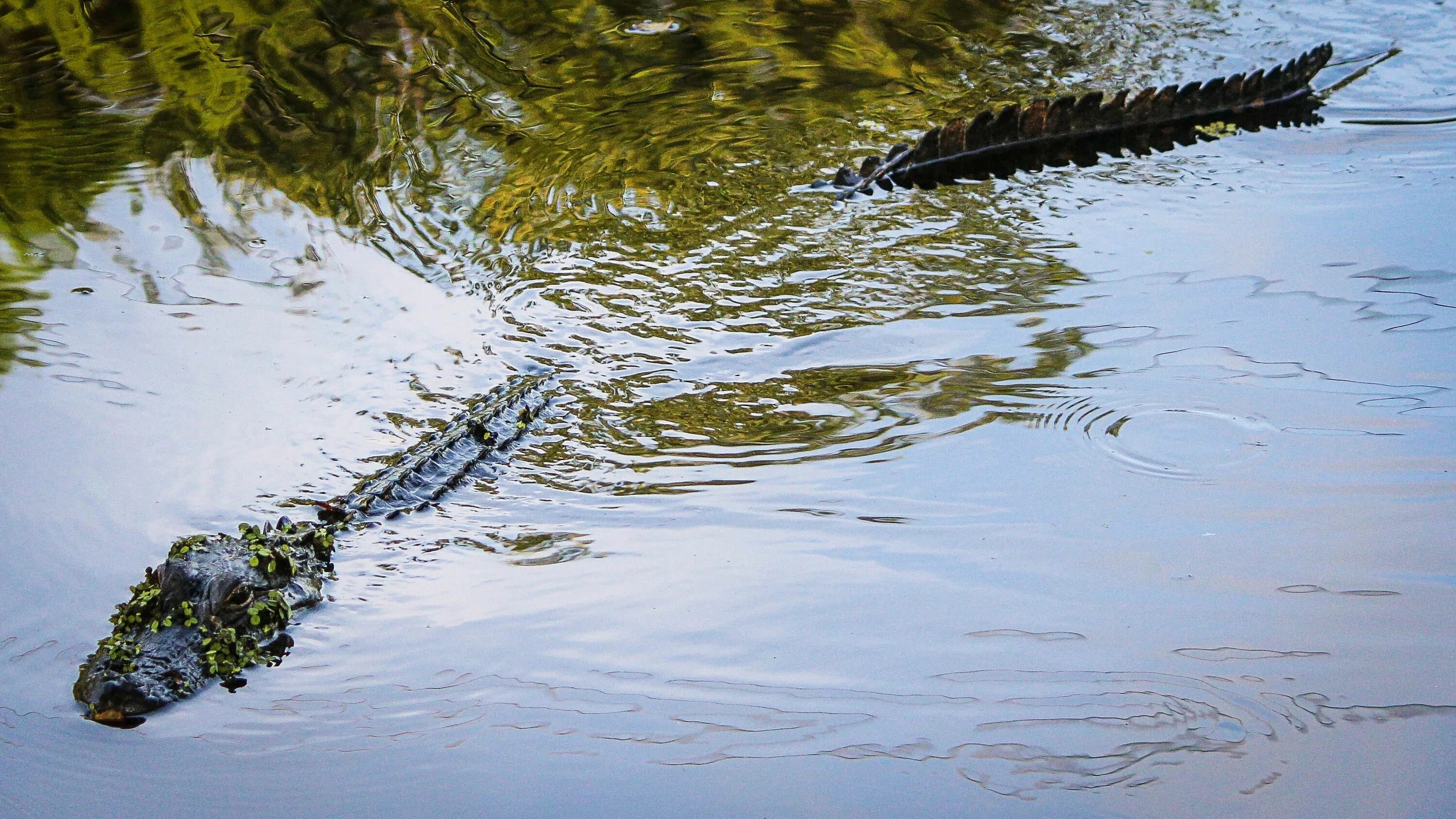Крокодил в водоеме. Болото с аллигаторами. Луизиана крокодилы. Семахуз крокодил. Крокодил в воде.
