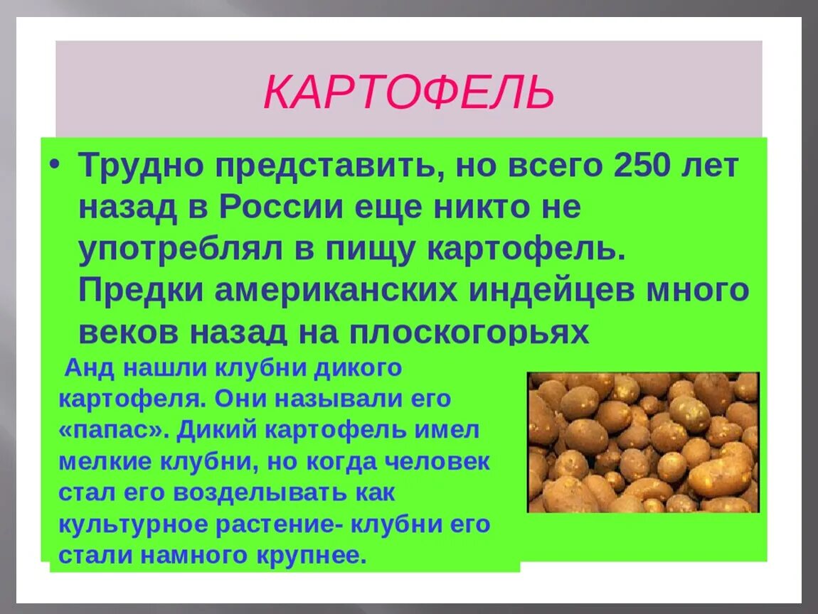 Предок картофеля