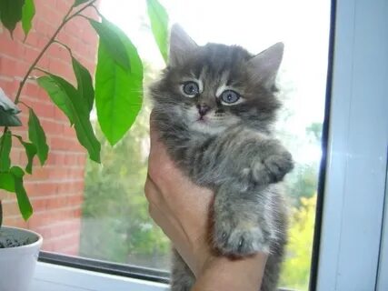 Котенок девочка 1 месяц