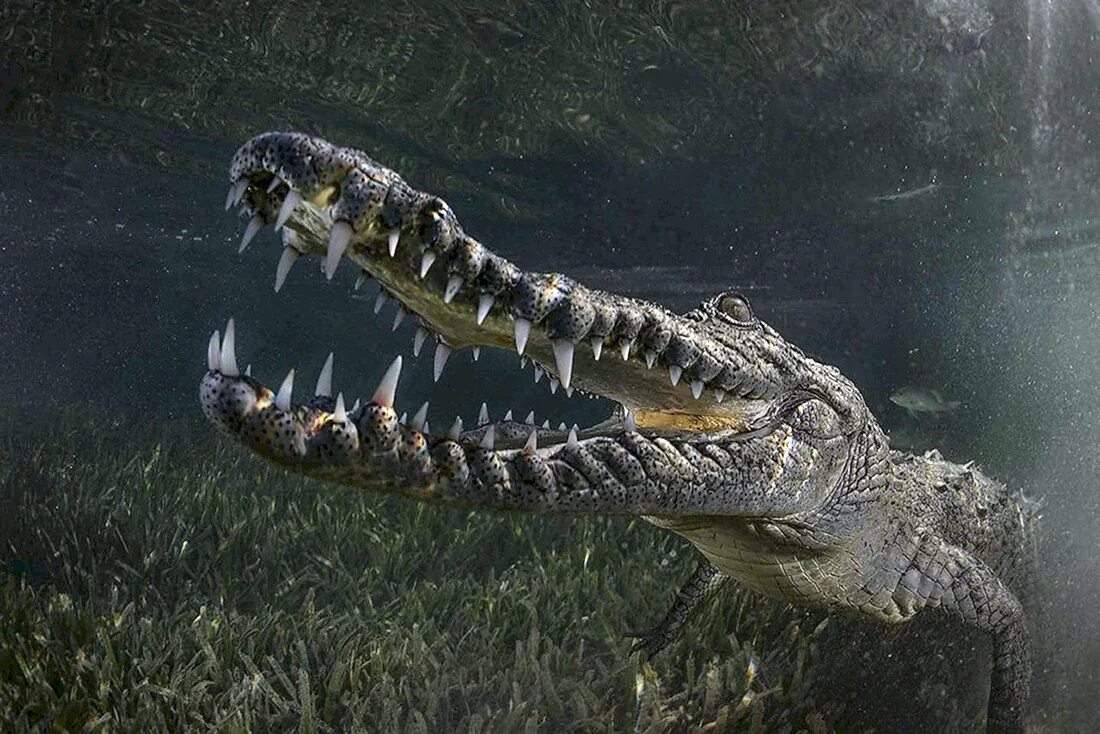 Гребенчатый крокодил. Крокодил какой хищник. Крокодил аллигатор кайман. Нильский крокодил. Крокодил какой хищник.