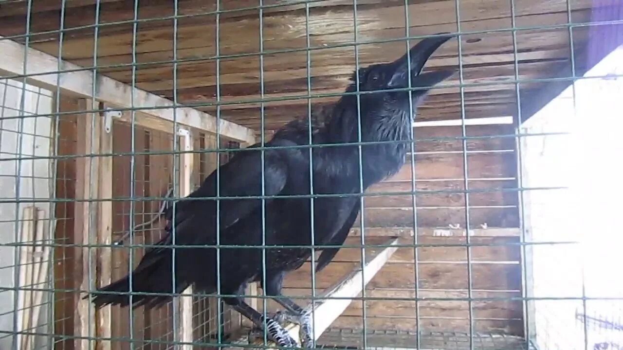 Говорящие вороны. Говорящий ворон яшка в калининградском зоопарке. Говорящая ворона зоопарк. Говорящая ворона зоопарк. Ворон из ростовского зоопарка 300 лет.