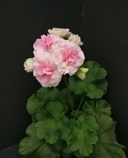 Пеларгония купидон