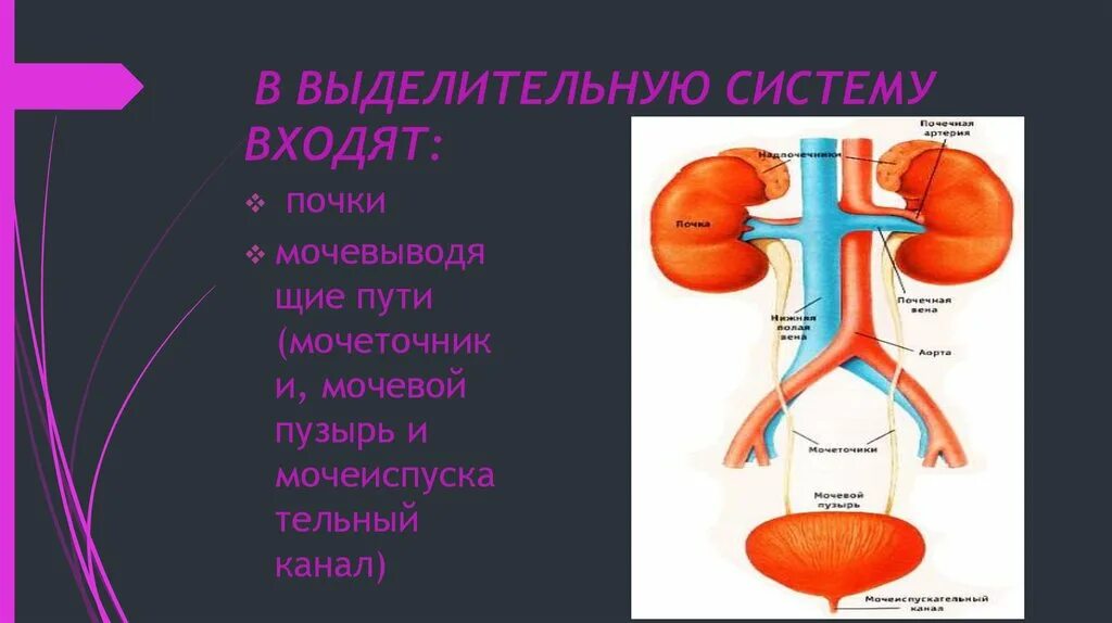 Выделительная система человека. Нарушение выделительной системы. Профилактика выделительной системы. Структура выделительной системы.