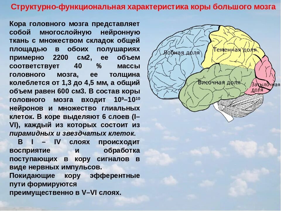 Характеристика полушарий мозга. Функциональная характеристика коры головного мозга. Структурно-функциональная организация коры большого мозга.. Структурно функциональная характеристика коры головного мозга.